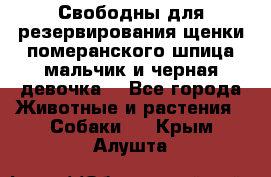 Свободны для резервирования щенки померанского шпица мальчик и черная девочка  - Все города Животные и растения » Собаки   . Крым,Алушта